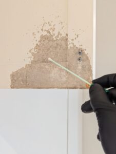 Mold Testing Katy